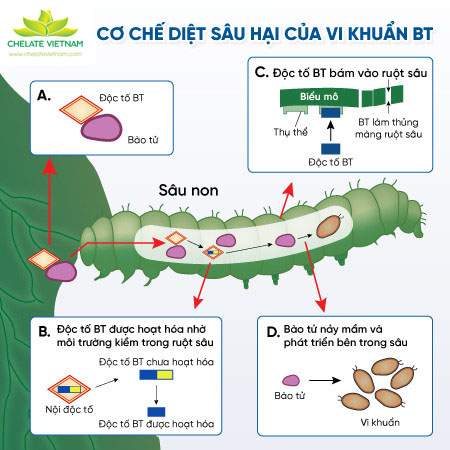 Cơ chế diệt sau hại của chế phẩm BT