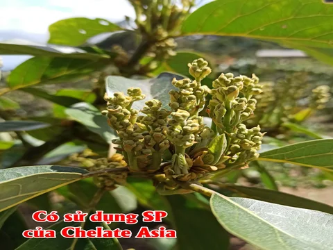 Hỉnh ảnh cây bơ có sử dụng các sản phẩm của Chelate Asia - KH Nhật Hào