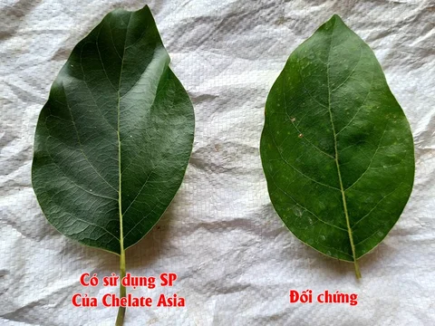 Hỉnh ảnh cây bơ có sử dụng sản phẩm của Chelate và đối chứng - KH Hỷ Nhật Hào