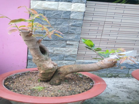 Mai vàng sử dụng T-ROOT để giâm cành (KH Nguyễn Hoàng Tân - Đồng Nai)