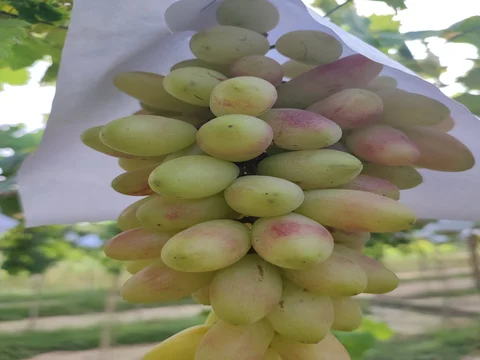 Nho Hồng Nhật sử dụng GA3 và T-Fruit nhúng trái nhanh to, sáng trái (KH Thanh Tú - Bình Thuận)