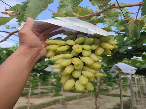 Sử dụng GA3 và T-Fruit 01 nhúng kích trái, tăng mẫu mã cho nho (KH Thanh Tú - Bình Thuận)