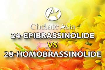 Tìm Hiểu về 24-Epibrassinolide và 28-Homobrassinolide: Hai Loại Brassinolide Đặc Biệt