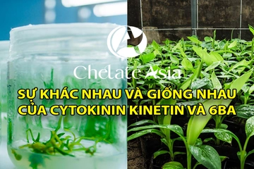 Cytokinin Kinetin và Cytokinin 6BA giống và khác nhau như thế nào?