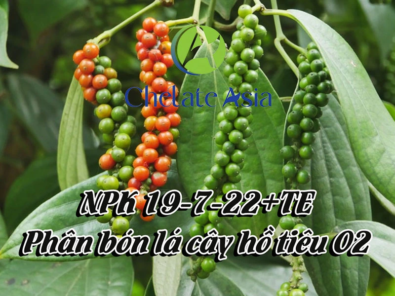 NPK 19-7-22+TE Phân bón lá cây hồ tiêu 02