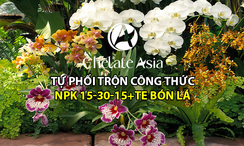 NPK 15-30-15+TE bổ sung bột rong biển dưỡng rễ, nuôi chồi, kích hoa