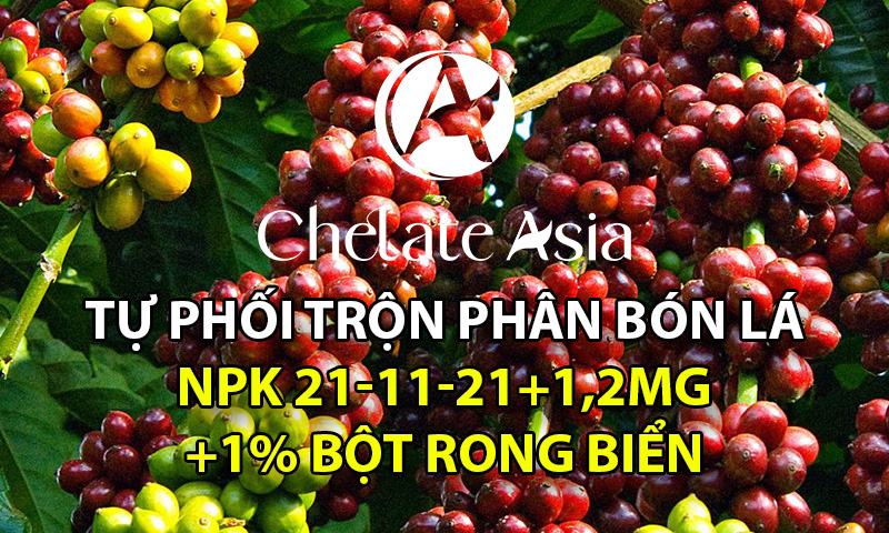 NPK 21-11-21+1,2% Magie + 1% bột rong biển - Tự phối trộn phân bón lá hiệu quả