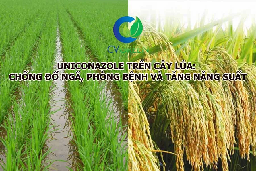 Uniconazole trên cây lúa: Chống đổ ngã, phòng bệnh và tăng năng suất