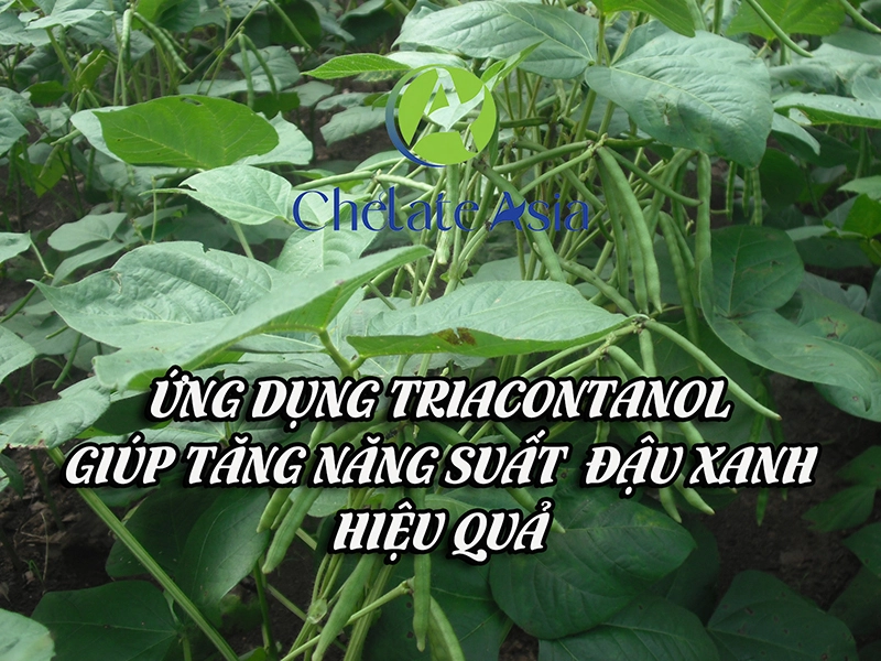 Ứng dụng triacontanol giúp tăng năng suất đậu xanh hiệu quả