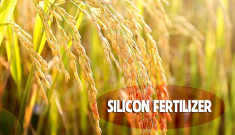 Silicon Fertilizer