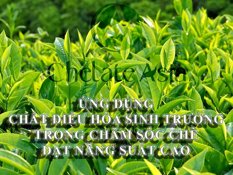 Ứng dụng chất điều hòa sinh trưởng trong chăm sóc cây chè đạt năng suất cao