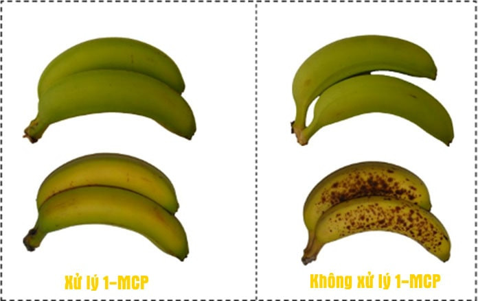 Hình ảnh thể hiện chuối được xử lý MCP và chuối không được xử lý MCP