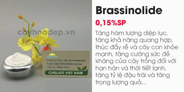 Bán (29) Brassinolide 0.15% SP (Giải độc cây trồng) Hormone thực vật tan trong nước