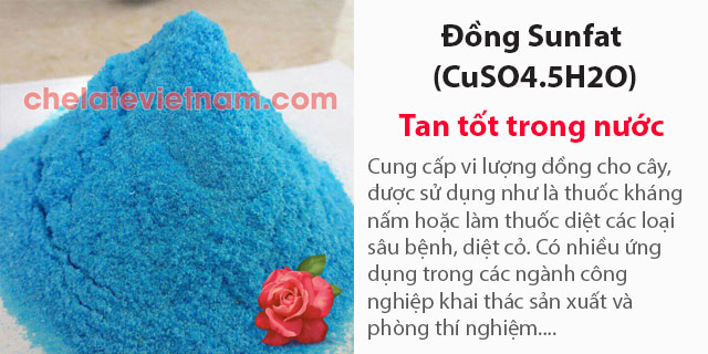 Bán Đồng Sunfat (CuSO4.5H2O) tan hoàn toàn trong nước