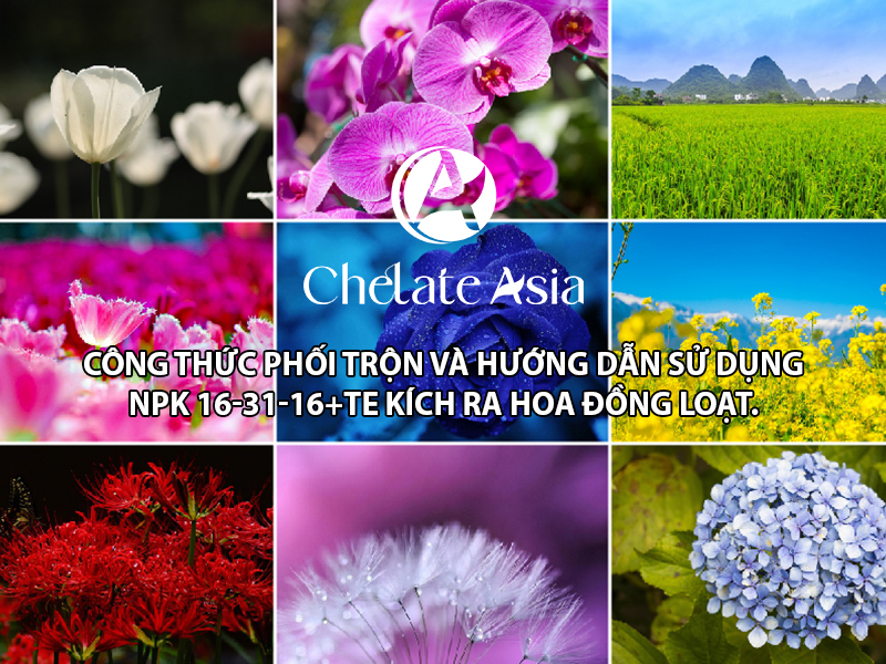 Công thức phối trộn và hướng dẫn sử dụng NPK 16-31-16+TE kích ra hoa đồng loạt.