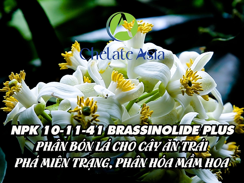 NPK 10-11-41 Brassinolide Plus Phân bón lá cho cây ăn trái – Phá miên trạng, phân hóa mầm hoa