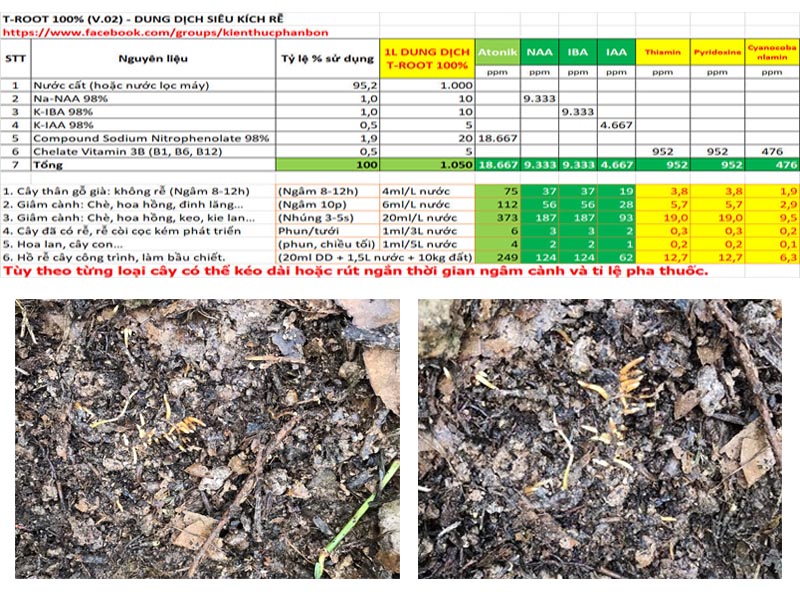 Sử dụng công thức kích rễ kích rễ T ROOT V02 kết hợp thêm Amino và Humate cho kết quả quá tuyệt vời 