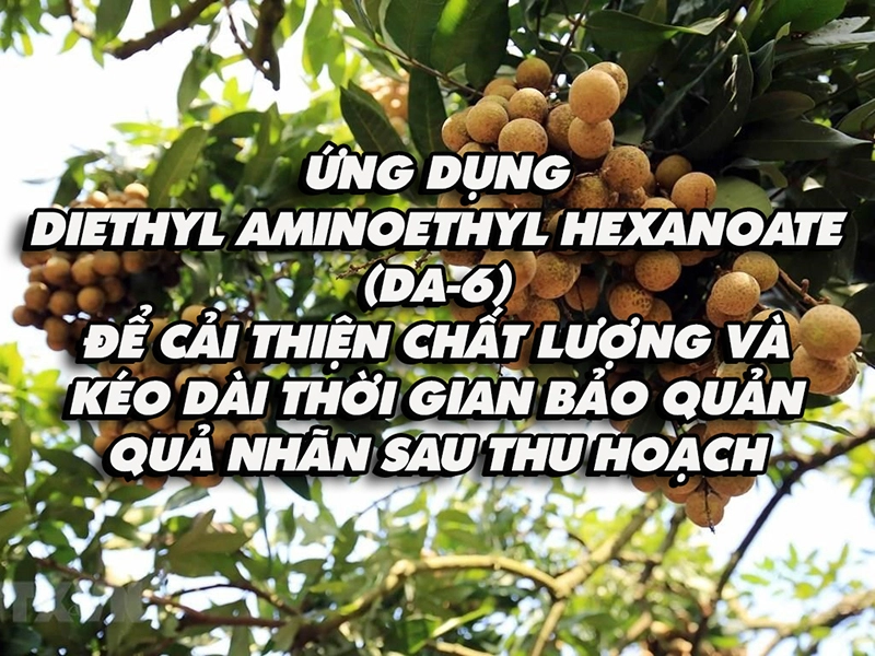 Ứng dụng Diethyl Aminoethyl Hexanoate (DA-6) để cải thiện chất lượng và kéo dài thời gian bảo quản quả nhãn sau thu hoạch