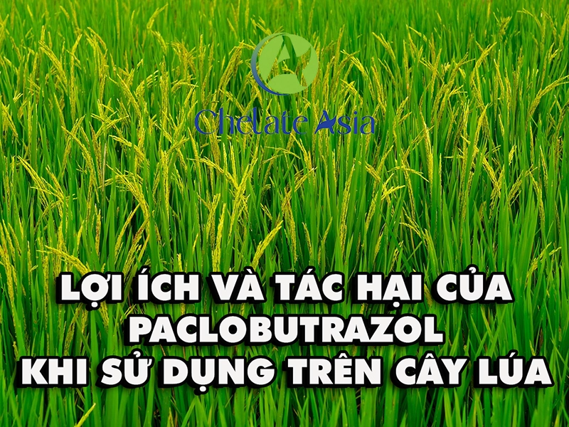 Lợi ích và tác hại của Paclobutrazol khi sử dụng trên cây lúa