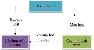 Quá trình khoáng hoá và tổng hợp chất mùn đất