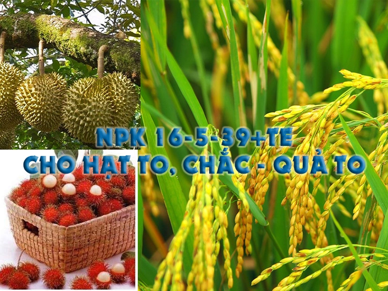 NPK 16-5-39+TE  Phân bón lá - Hạt to, chắc, Trái to