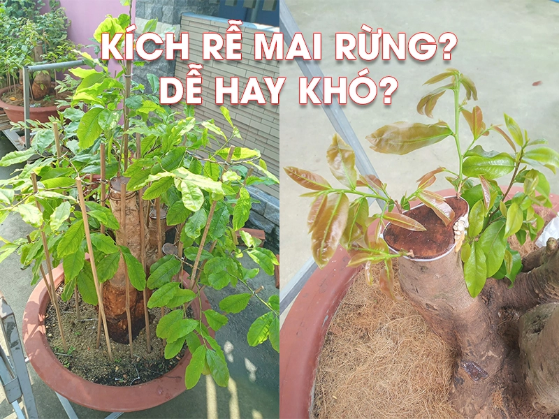 Yếu tố ảnh hưởng và sản phẩm kích rễ hiệu quả cho phôi Mai Rừng