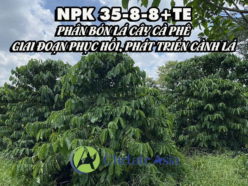 NPK 35-8-8+TE Phân bón lá cây cà phê - Giai đoạn phục hồi, phát triển cành lá