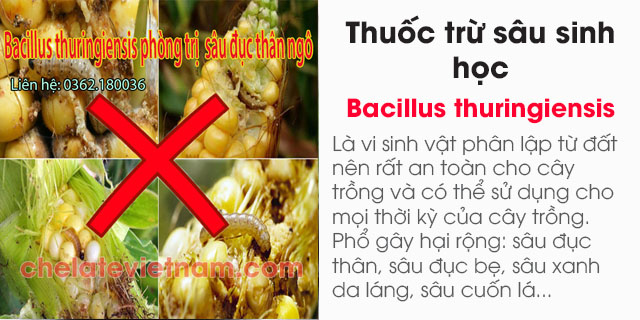 Bán Thuốc trừ sâu sinh học Bacillus thuringiensis