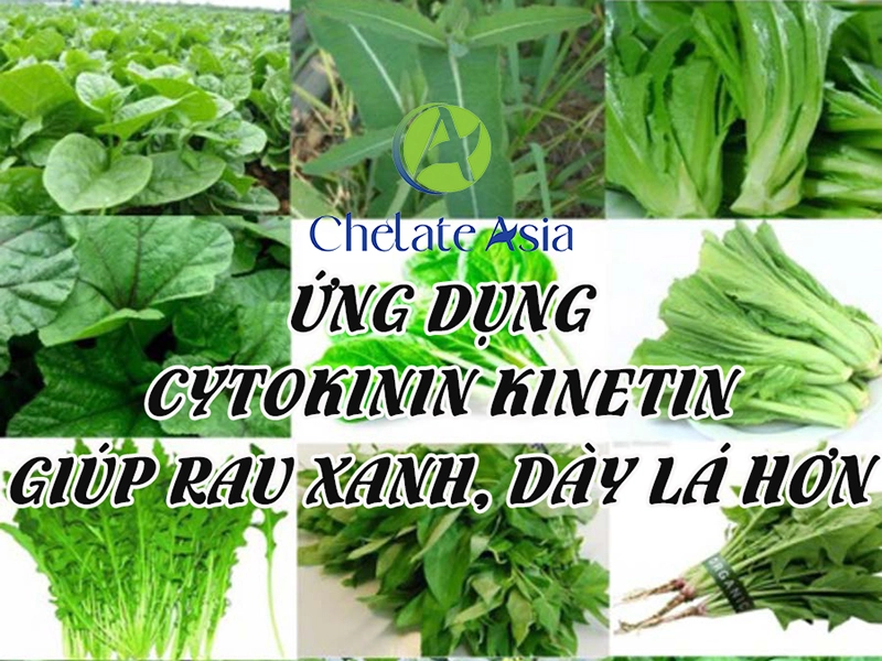 Ứng dụng cytokinin kinetin giúp rau xanh, dày lá hơn