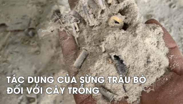 Tác dụng của sừng trâu bò với cây trồng