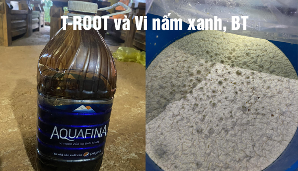 Thành phẩm T-ROOT sau khi pha chế và Vi nấm xanh kết hợp Bacillus thuringiensis