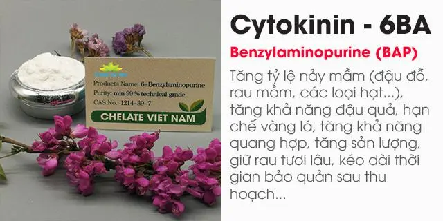 Bán (07) Cytokinin - 6BA 98% (Siêu kích chồi, bật búp) Hormone 6-BAP