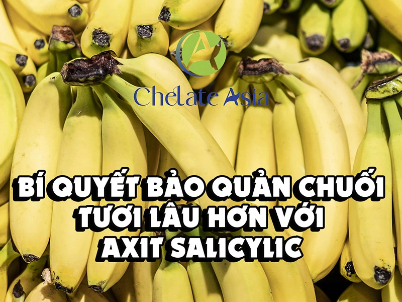 Bí quyết bảo quản chuối tươi lâu hơn với axit salicylic