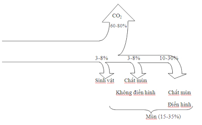 Con đường tích luỹ chất hữu cơ sau 1 năm bón vào đất