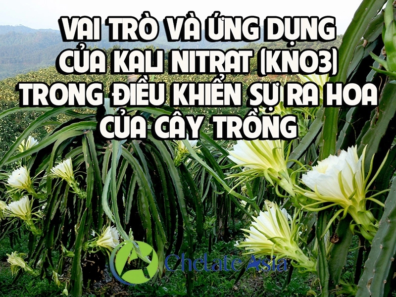 Vai trò và ứng dụng  của Kali Nitrat (KNO3)  trong điều khiển sự ra hoa của cây trồng