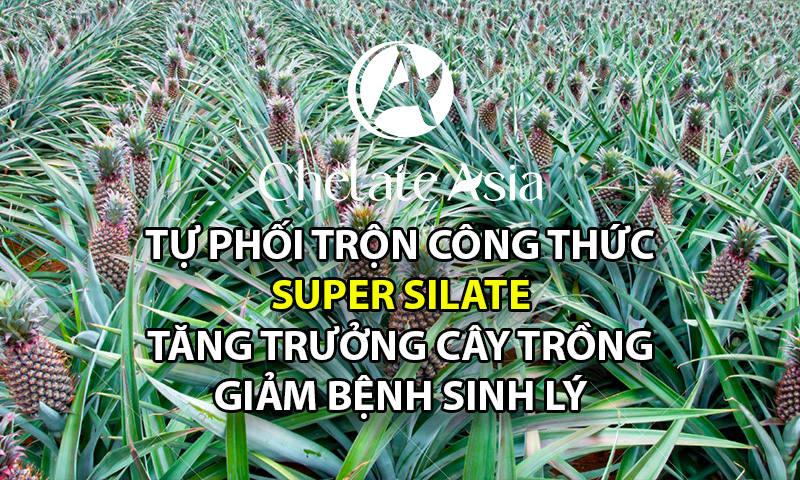 Super Silate - Tự phối trộn công thức phân bón kích thích tăng trưởng