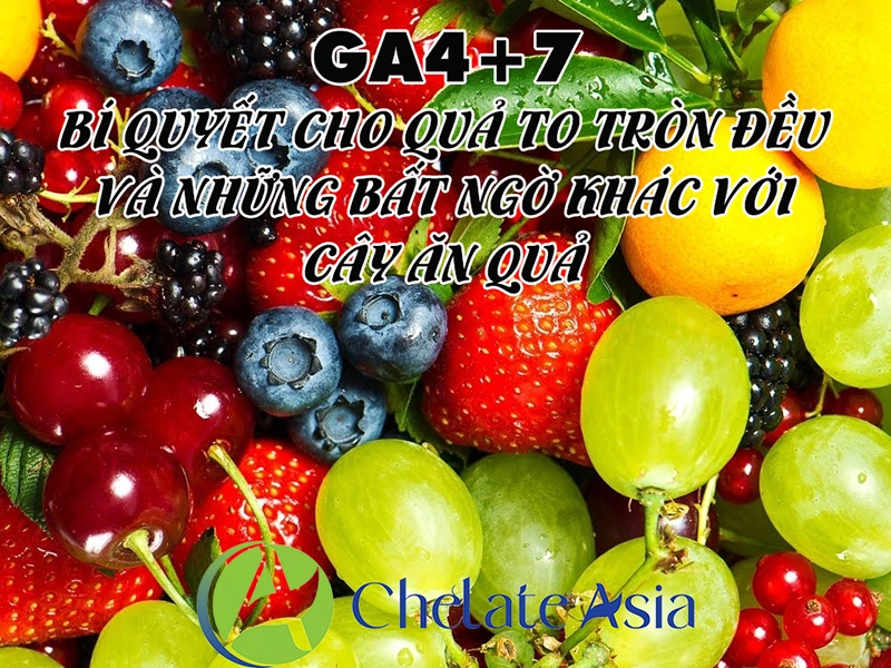 GA4+7: Bí quyết cho quả to, tròn đều và những lợi ích bất ngờ khác với cây ăn quả