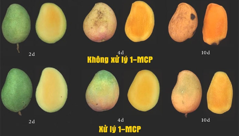 Hình ảnh Xoài được xử lý MCP - chất ức chế quá trình chín, an toàn khi sử dụng