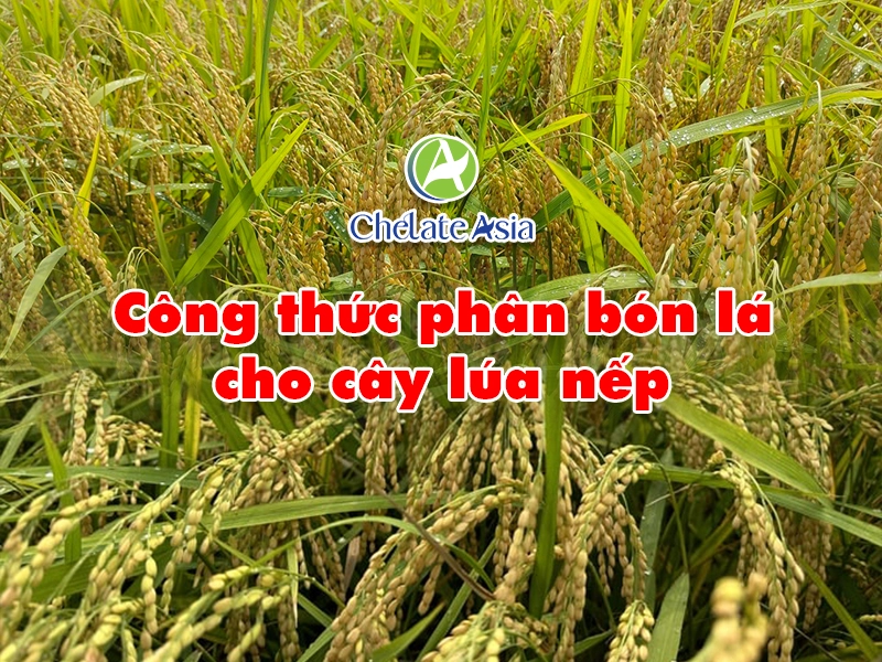 Công thức phân bón lá chuyên dùng cho cây lúa nếp