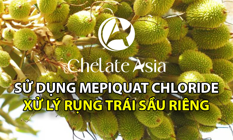 Sử dụng Mepiquat Chloride, Lân 86, KOH để xử lý rụng trái sầu riêng hiệu quả cao