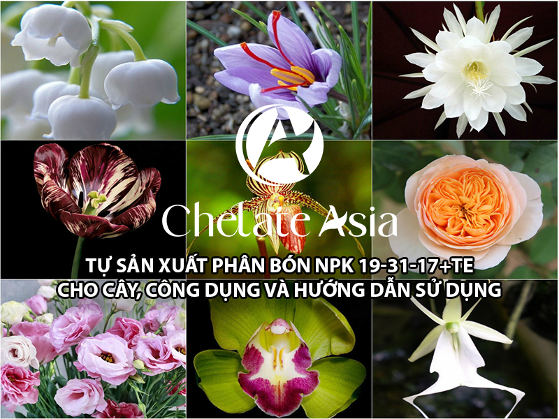 Tự sản xuất phân bón NPK 19-31-17+TE cho cây, công dụng và hướng dẫn sử dụng