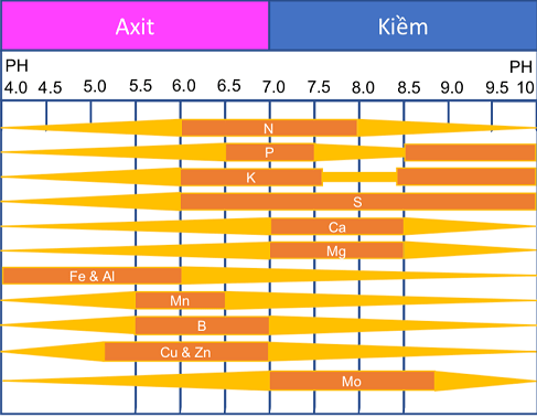 Tác động của pH đất đến sự hấp thụ dinh dưỡng của cây trồng