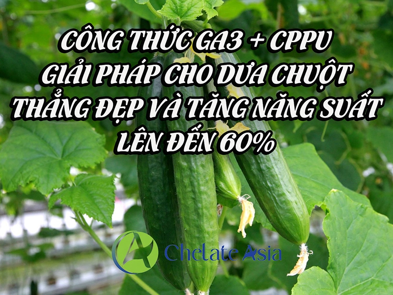 Công thức GA3 + CPPU: Giải pháp cho dưa chuột thẳng đẹp và tăng năng lên đến 60%