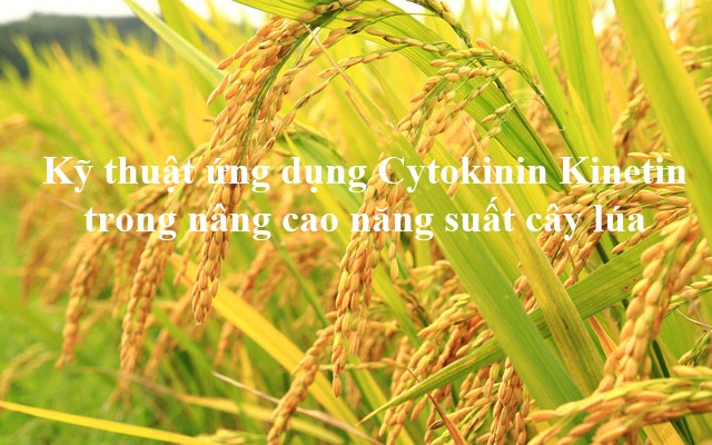 Kỹ thuật ứng dụng Cytokinin Kinetin trong nâng cao năng suất cây lúa