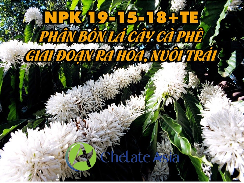 NPK 19-15-18+TE Phân bón lá cây cà phê – Giai đoạn ra hoa, nuôi trái