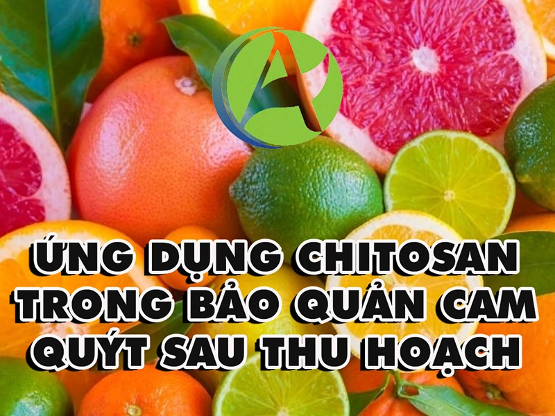 Ứng dụng chitosan trong bảo quản cam quýt sau thu hoạch