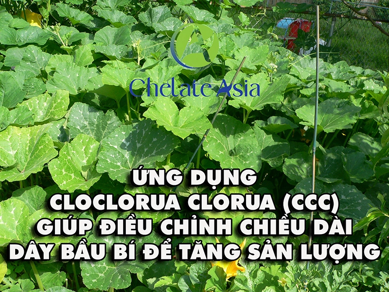 Ứng dụng cloclorua clorua (CCC) giúp điều chỉnh chiều dài dây bầu bí để tăng sản lượng