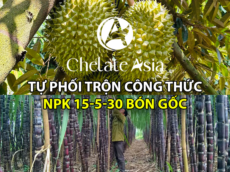 Công thức NPK 15-5-30 bón gốc