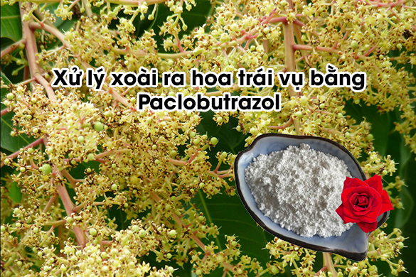 Xử lý kích thích xoài ra hoa trái vụ bằng Paclobutrazol