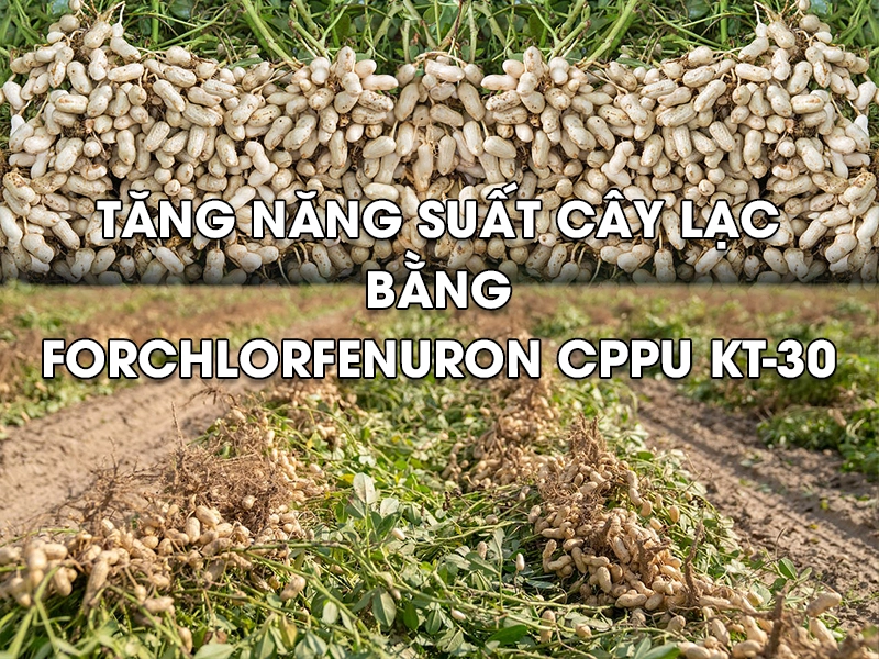 Tăng năng suất cây lạc bằng Forchlorfenuron CPPU KT-30